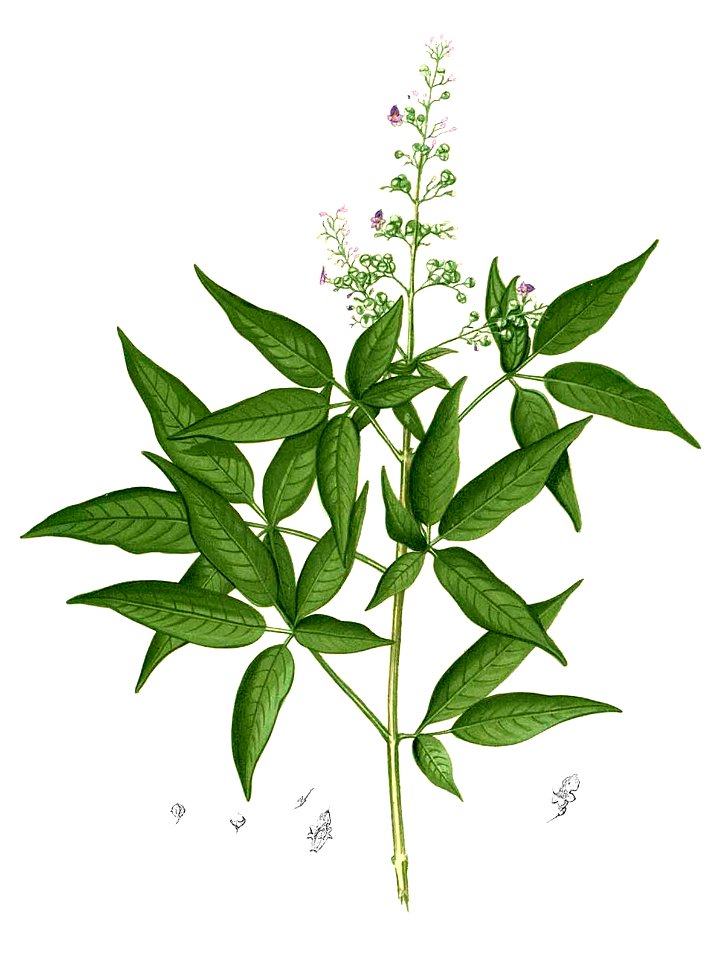 Vitex negundo Blanco1.228-cropped - Free Stock Illustrations | Creazilla