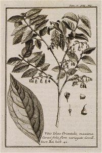 Vitis Idaea Orientalis, maxima Cerasi folio, flore variegato Coroll Inst Rei herb 42 - Tournefort Joseph Pitton De - 1717