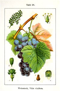Vitis vinifera Sturm07024