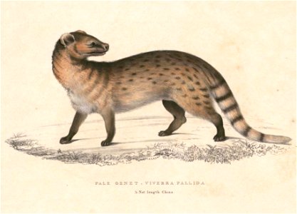 Viverricula indica pallida Hardwicke