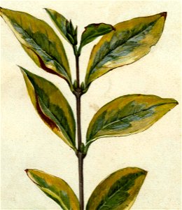 Vivian Smith - Untitled (Plant cutting) - Sarjeant Gallery