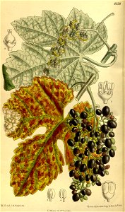 Vitis thunbergii 140-8558. Free illustration for personal and commercial use.