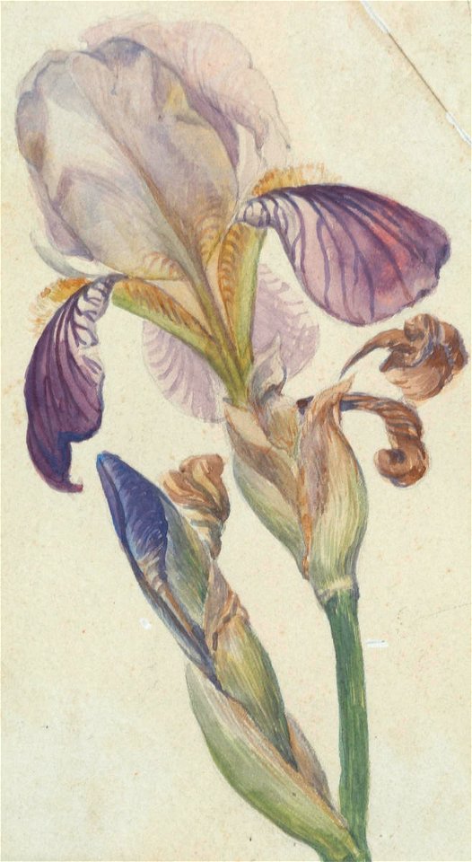 Vivian Smith - Untitled (Iris) - Sarjeant Gallery