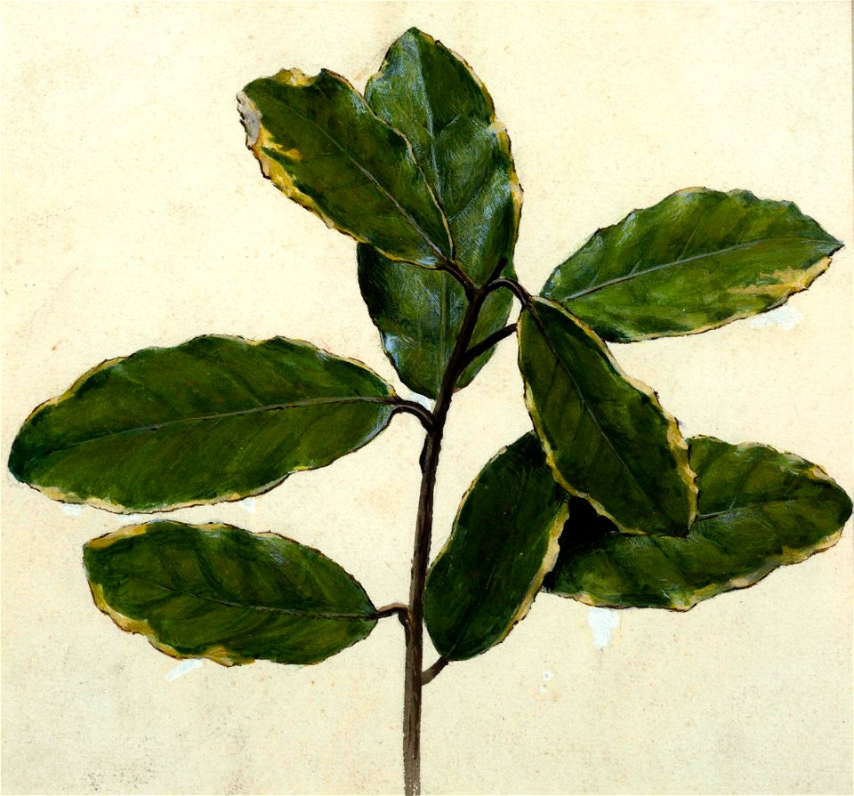 Vivian Smith - Untitled (Plant study) - Sarjeant Gallery