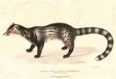 Viverricula indica baptistae Hardwicke