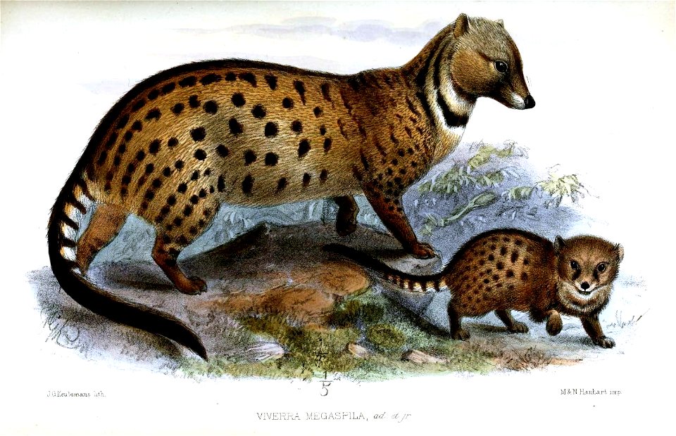 ViverrinaMegaspilaKeulemans