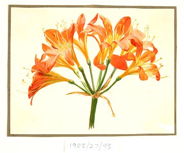 Vivian Smith - Untitled (Amaryllis) - Sarjeant Gallery
