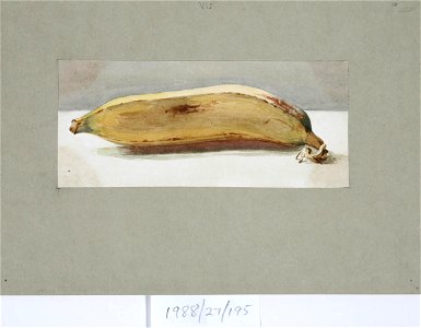 Vivian Smith, attributed to - Untitled (Banana) - Sarjeant Gallery
