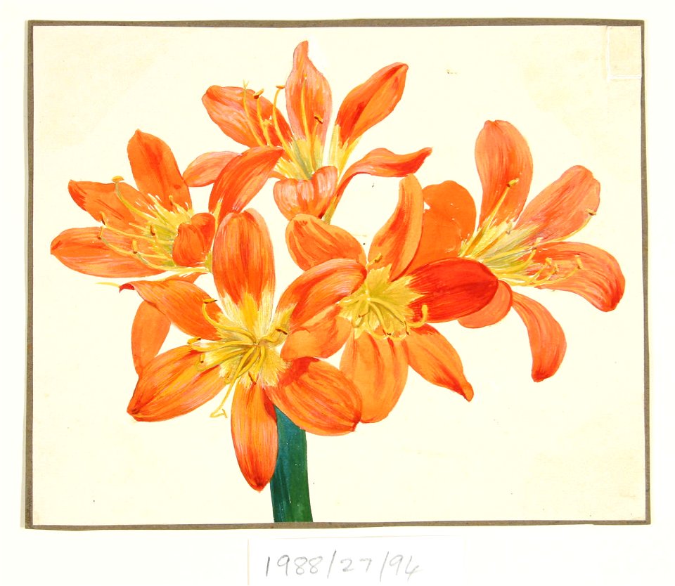 Vivian Smith 1988-27-94 - Untitled (Amaryllis) - Sarjeant Gallery