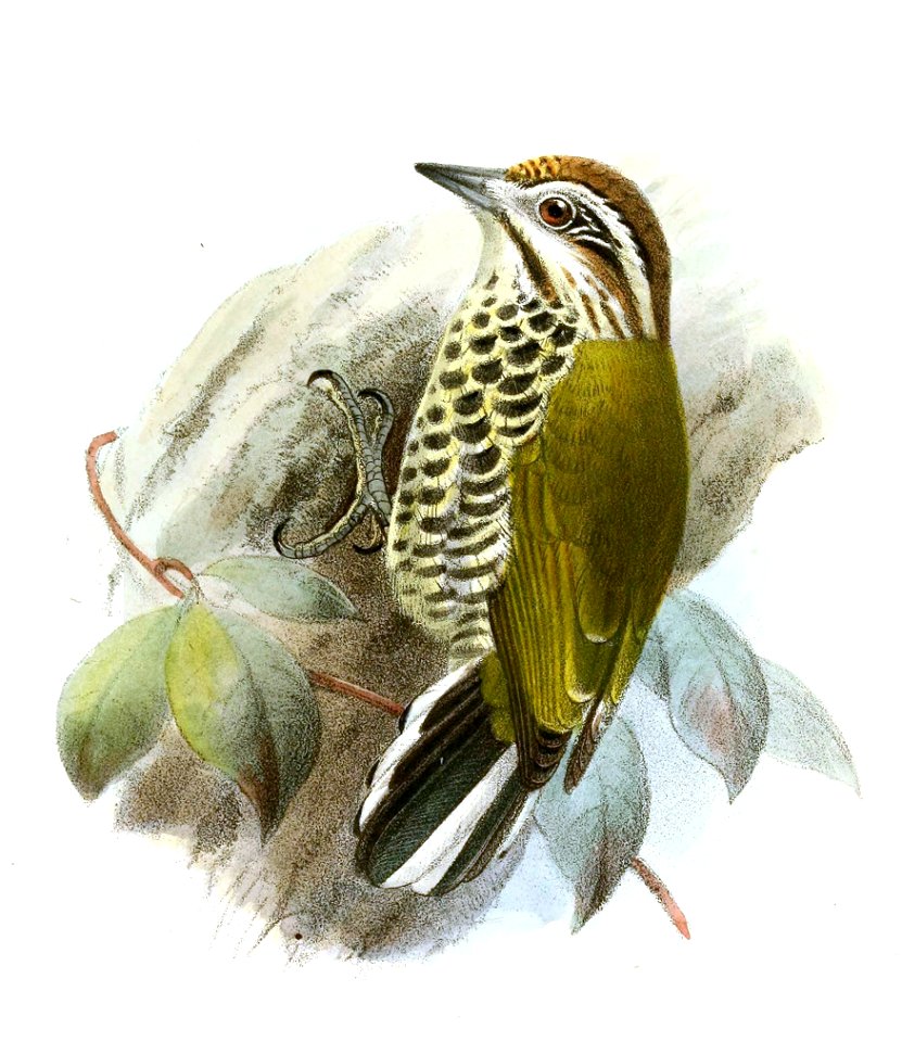 ViviaChinensisKeulemans