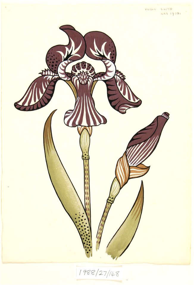 Vivian Smith 1988-27-148 - Untitled (Iris) - Sarjeant Gallery