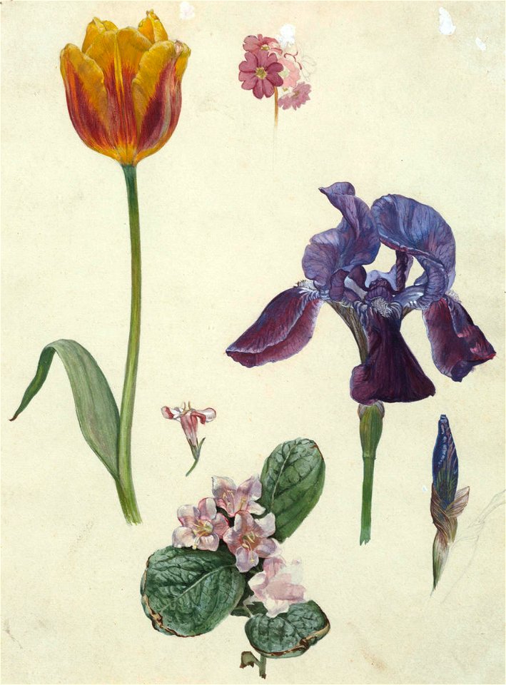 Vivian Smith - Untitled (Plant cuttings) - Sarjeant Gallery