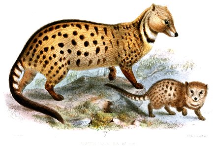 ViverraMegaspilaKeulemans