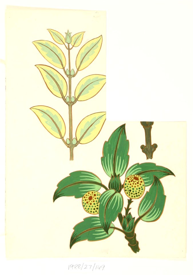 Vivian Smith - Untitled (Leaf designs) - Sarjeant Gallery