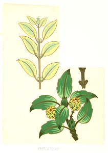 Vivian Smith - Untitled (Leaf designs) - Sarjeant Gallery