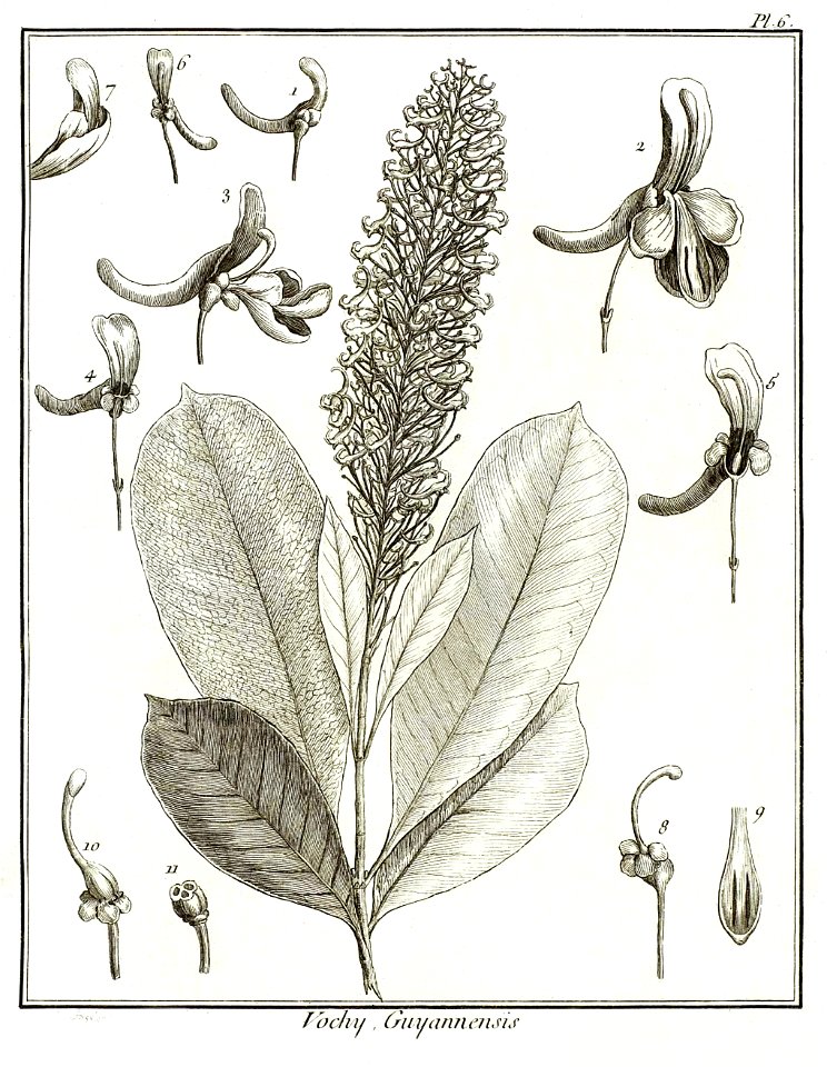 Vochy guyannensis Aublet 1775 pl 6