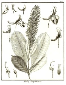 Vochy guyannensis Aublet 1775 pl 6