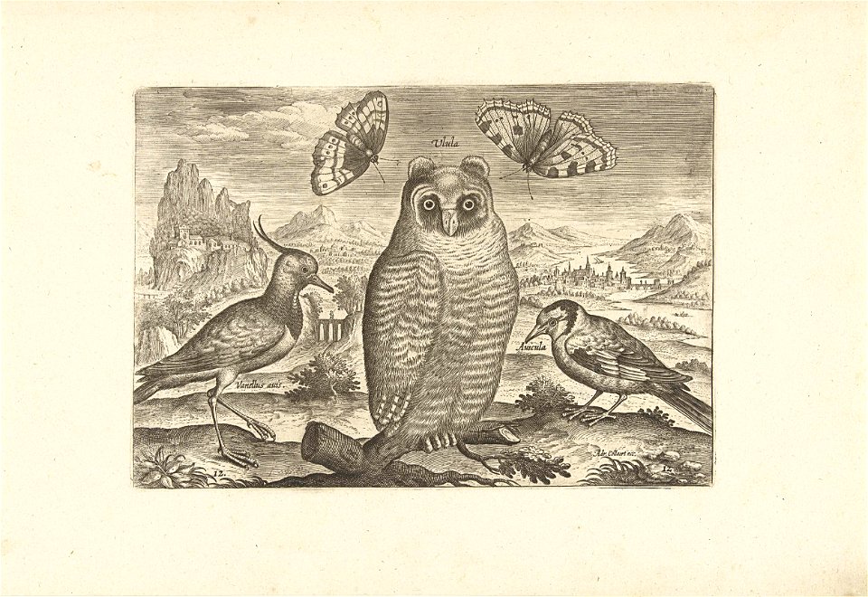 Vogels en vlinders in een landschap