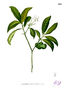 Voacanga globosa Blanco2.283