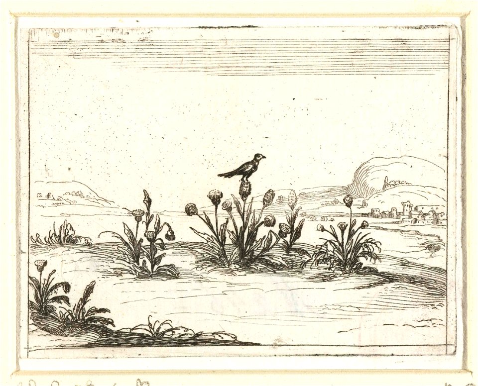 Vogel op een distel