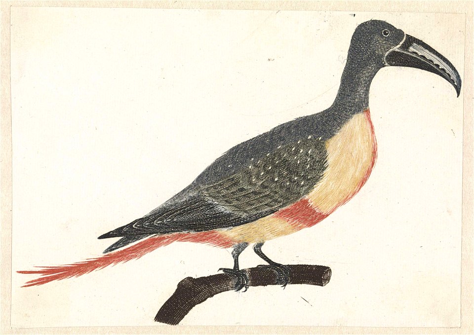 Vogel met lange gebogen snavel op een tak naar rechts