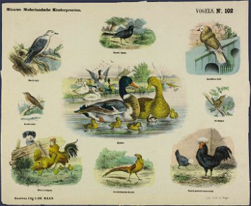 Vogels-Catchpenny print-SMC K 0092