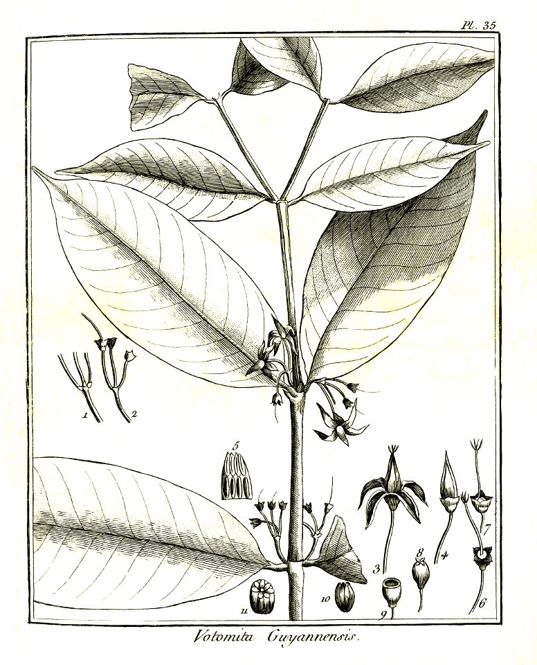 Votomita guianensis Aublet 1775 pl 35
