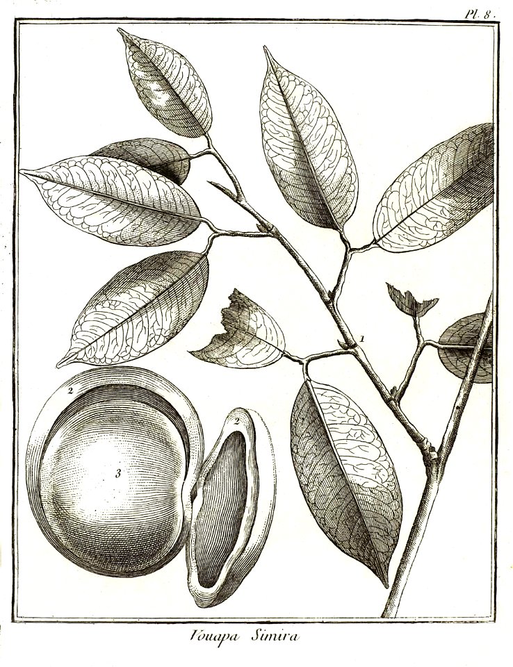 Vouapa simira Aublet 1775 pl 8