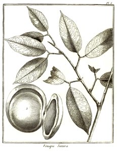 Vouapa simira Aublet 1775 pl 8