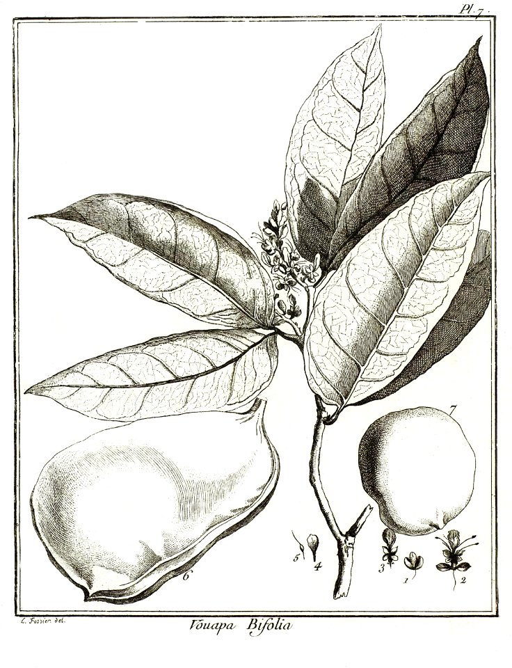 Vouapa bifolia Aublet 1775 pl 7
