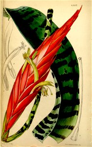 Vriesea splendens (as Vriesea speciosa, spelled Vriesia speciosa) - Curtis' 74 (Ser. 3 no. 4) pl. 4382 (1848)