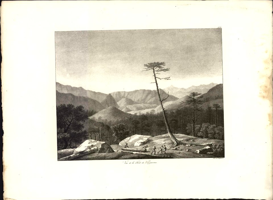 Vue de la Forêt de Vizzavona, objectnr A 59333