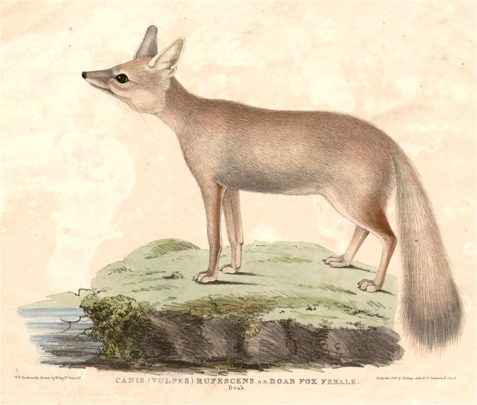 Vulpes bengalensis female Hardwicke