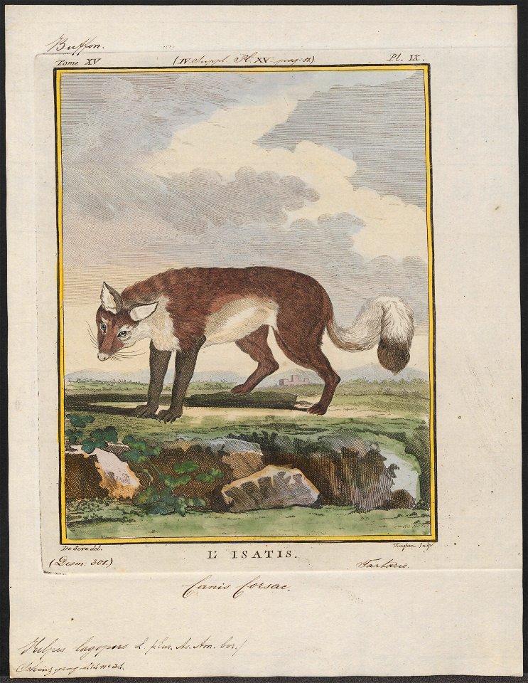 Vulpes lagopus - 1700-1880 - Print - Iconographia Zoologica - Special Collections University of Amsterdam - UBA01 IZ22200289
