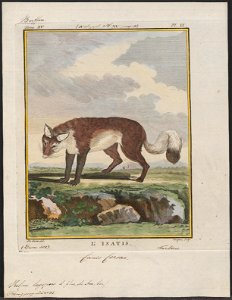 Vulpes lagopus - 1700-1880 - Print - Iconographia Zoologica - Special Collections University of Amsterdam - UBA01 IZ22200289