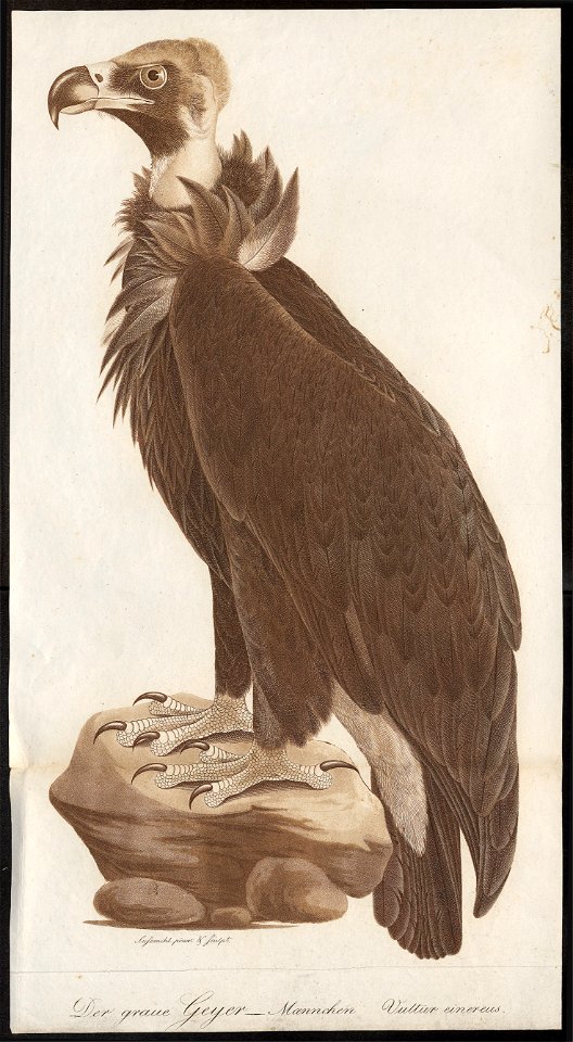 Vultur monachus - 1800-1812 - Print - Iconographia Zoologica - Special Collections University of Amsterdam - UBA01 IZ18100039
