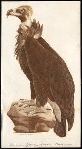 Vultur monachus - 1800-1812 - Print - Iconographia Zoologica - Special Collections University of Amsterdam - UBA01 IZ18100039