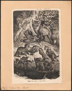 Vulpes vulgaris - 1700-1880 - Print - Iconographia Zoologica - Special Collections University of Amsterdam - UBA01 IZ22200250