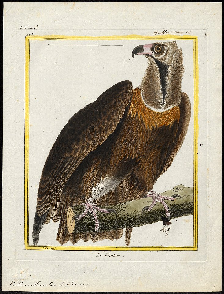 Vultur monachus - 1700-1880 - Print - Iconographia Zoologica - Special Collections University of Amsterdam - UBA01 IZ18100031