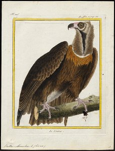 Vultur monachus - 1700-1880 - Print - Iconographia Zoologica - Special Collections University of Amsterdam - UBA01 IZ18100031