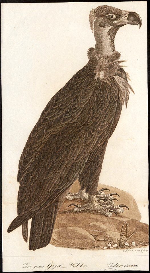Vultur monachus - 1800-1812 - Print - Iconographia Zoologica - Special Collections University of Amsterdam - UBA01 IZ18100041