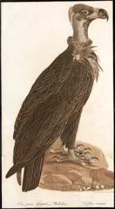 Vultur monachus - 1800-1812 - Print - Iconographia Zoologica - Special Collections University of Amsterdam - UBA01 IZ18100041