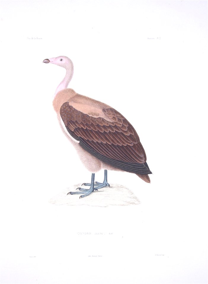 Vultur gryphus - Bonite-oiseaux-pl02