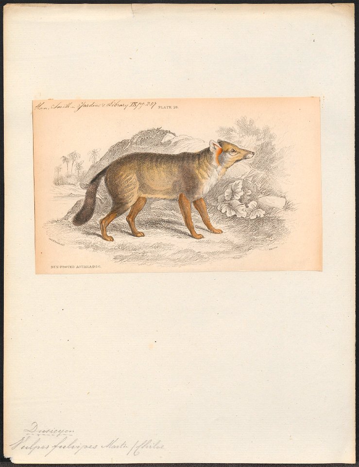 Vulpes fulvipes - 1833-1866 - Print - Iconographia Zoologica - Special Collections University of Amsterdam - UBA01 IZ22200317