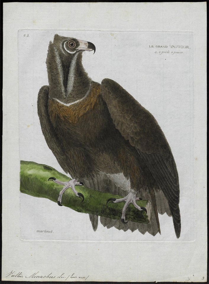 Vultur monachus - 1790-1796 - Print - Iconographia Zoologica - Special Collections University of Amsterdam - UBA01 IZ18100033