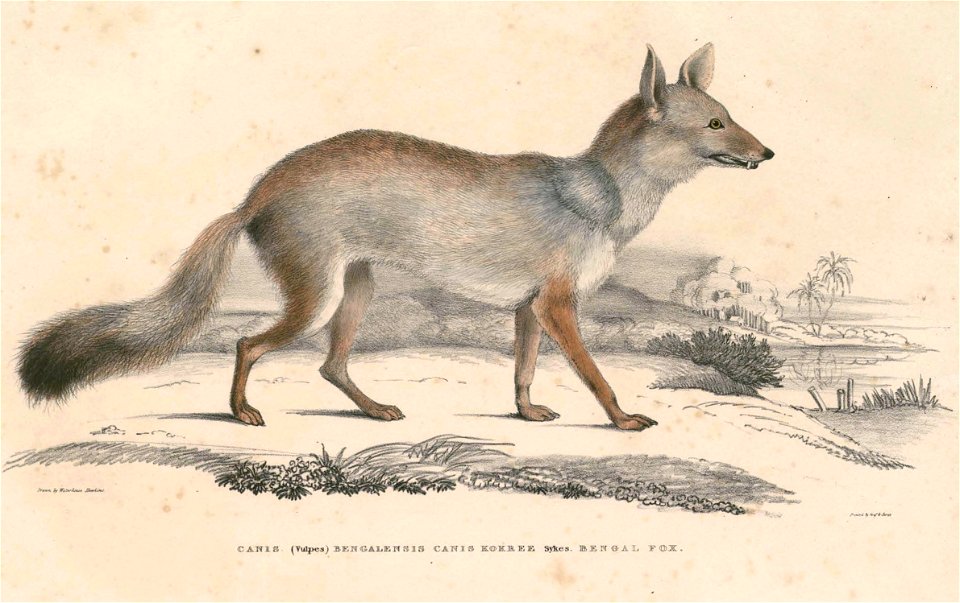 Vulpes bengalensis Hardwicke