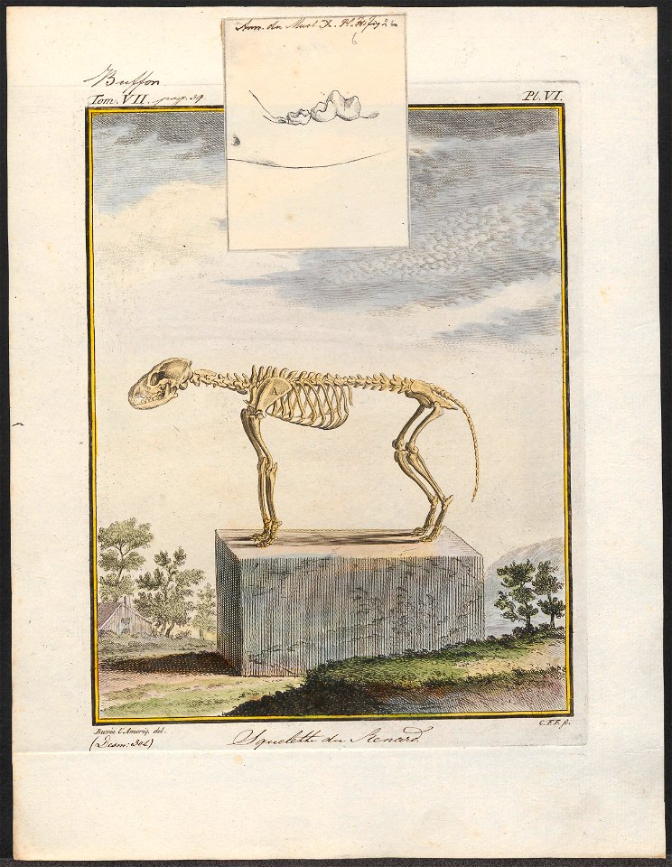 Vulpes vulgaris - skelet - 1700-1880 - Print - Iconographia Zoologica - Special Collections University of Amsterdam - UBA01 IZ22200277