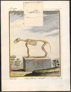 Vulpes vulgaris - skelet - 1700-1880 - Print - Iconographia Zoologica - Special Collections University of Amsterdam - UBA01 IZ22200277