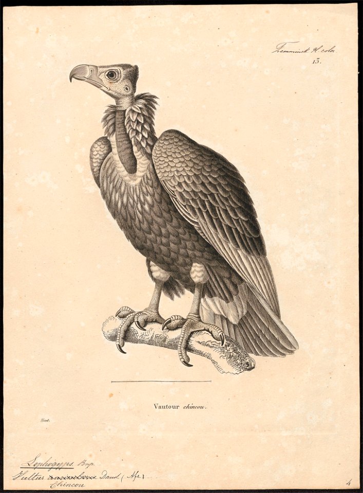 Vultur chincou - 1700-1880 - Print - Iconographia Zoologica - Special Collections University of Amsterdam - UBA01 IZ18100045