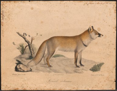 Vulpes vulgaris - 1818-1842 - Print - Iconographia Zoologica - Special Collections University of Amsterdam - UBA01 IZ22200246